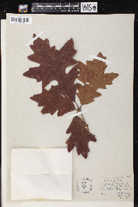 Quercus lyrata image