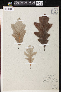 Quercus lyrata image