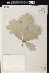 Quercus lyrata image