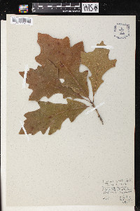 Quercus lyrata image