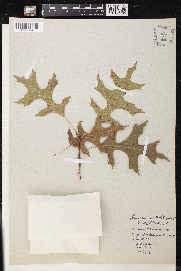 Quercus texana image