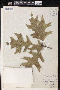 Quercus texana image