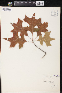 Quercus texana image