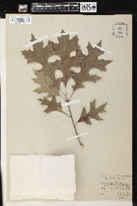 Quercus texana image