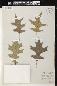 Quercus texana image