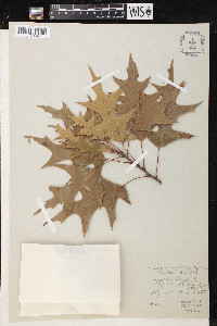 Quercus texana image