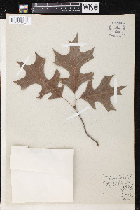 Quercus texana image