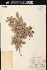 Quercus oblongifolia image