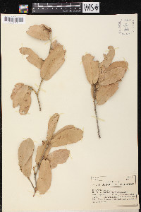 Quercus oblongifolia image