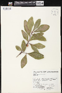 Quercus obtusa image