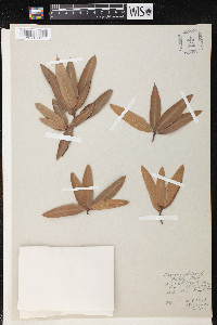 Quercus phellos image