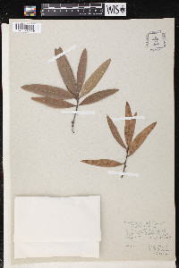 Quercus phellos image