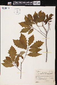 Quercus prinoides image