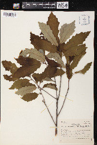 Quercus prinoides image