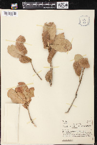 Quercus rugosa image