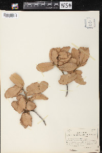 Quercus rugosa image