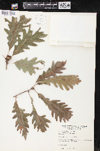 Quercus × saulii image