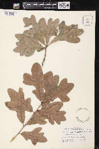 Quercus margarettiae image