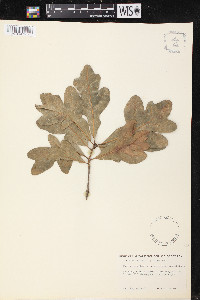 Quercus margarettiae image