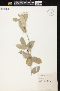 Quercus X pauciloba image