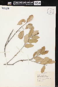 Quercus X pauciloba image