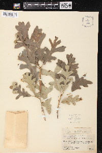 Quercus gambelii var. gambelii image