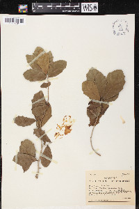 Quercus virginiana image