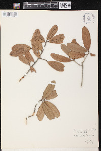 Quercus virginiana image