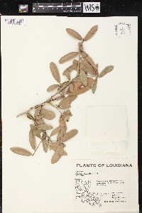 Quercus virginiana image