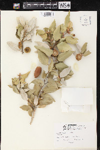 Quercus wislizeni image