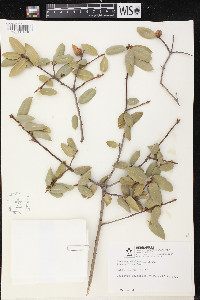 Quercus wislizeni image