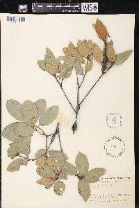 Quercus wislizeni image