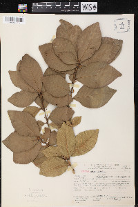 Quercus corrugata image