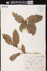 Quercus corrugata image