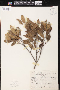 Quercus seemannii image