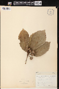 Quercus candicans image