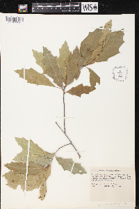 Quercus canbyi image