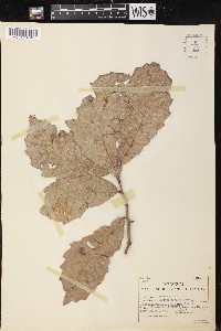 Quercus magnoliifolia image