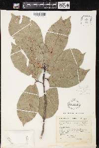 Quercus conspersa image