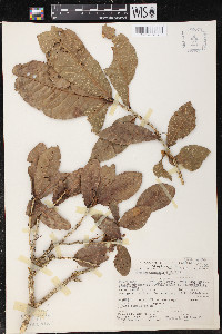 Quercus copeyensis image