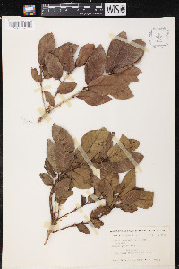 Quercus copeyensis image