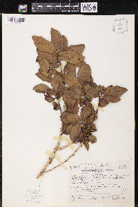 Quercus copeyensis image