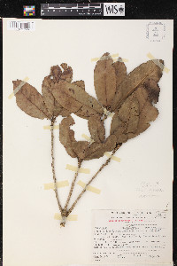 Quercus copeyensis image