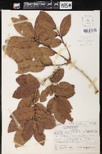 Quercus copeyensis image