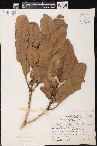 Quercus copeyensis image