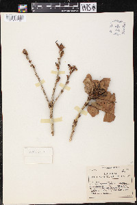 Quercus copeyensis image