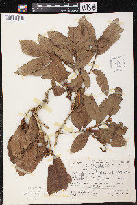 Quercus copeyensis image