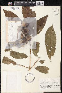 Quercus corrugata image