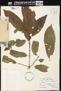 Quercus corrugata image