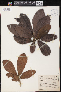 Quercus costaricensis image